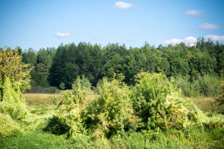 Blue sky and green forest, nice peaceful landscape.の写真素材