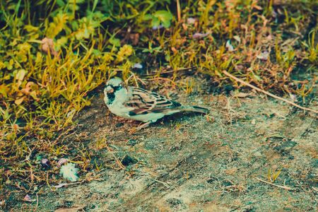 Cute little sparrow collect crumbs in the park.の写真素材