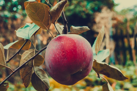 Big ripe red apple on a branch in the garden.の写真素材