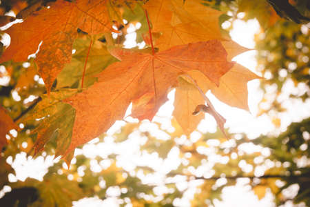 Grunge fall tree branches, natural autumn background.の写真素材