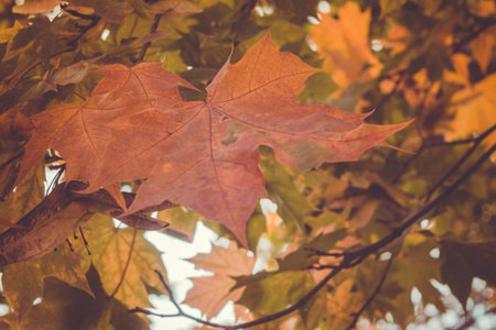 Grunge fall tree branches, natural autumn background.