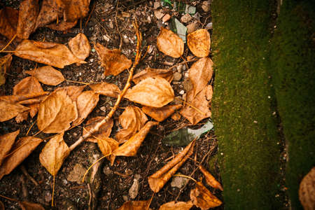 Colorful fallen autumn leaves on the grass background.の写真素材