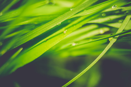 Morning green grass with dew drops, macro photo with bokeh lights, retro effect.の写真素材