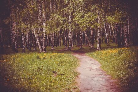 Summer day in the city park landscape, natural vintage background.の写真素材