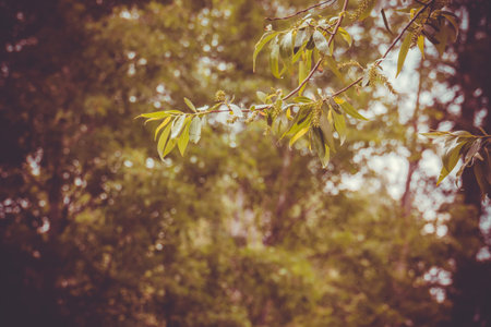 Summer day in the city park landscape, natural vintage background.