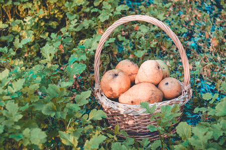 Wicker basket full of ripe yellow pears on green grass.の写真素材