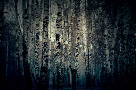 Colorful leaves and trees in the city park, vintage autumn background.の写真素材