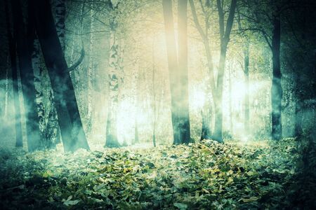 Autumn city park, trees in the glowing mist at night.の写真素材