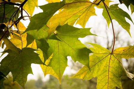 Grunge fall tree branches, natural autumn background.の写真素材