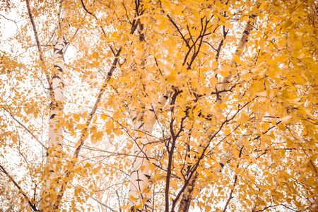 Grunge fall tree branches, natural autumn background.の写真素材