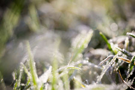 Bright green grass in hoarfrost, cold autumn morning.の写真素材