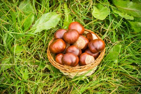 Fall fresh chestnuts in a small basket on a green grass.の写真素材