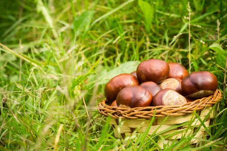 Fall fresh chestnuts in a small basket on a green grass.の写真素材