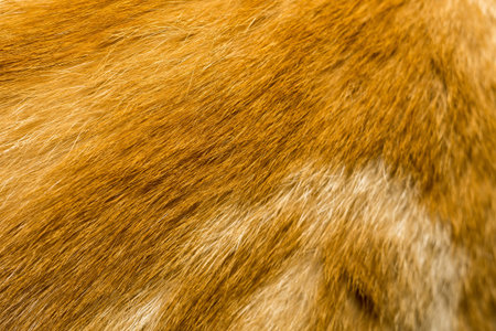 Macro of ginger cat fur texture as background.