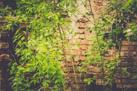 Old destroyed an abandoned house with brick walls, filtered background.の写真素材