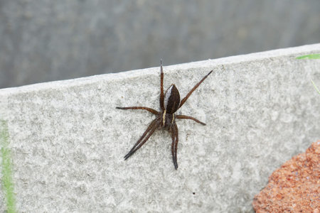 Big garden spider with yellow stripes on grey surface.