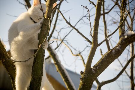 Adorable young white cat on a leafless winter tree.の写真素材