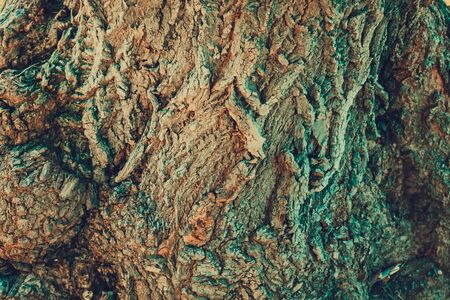 Old tree bark, close up texture as natural background.の写真素材