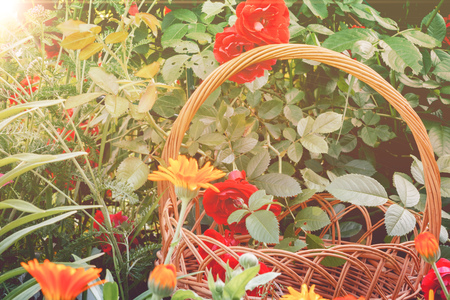 Wicker basket and red roses in the garden.の写真素材