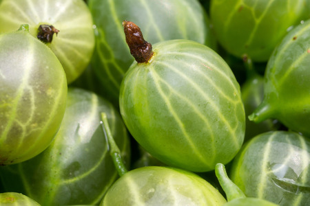 Group of fresh ripe green gooseberries, close up background.の写真素材