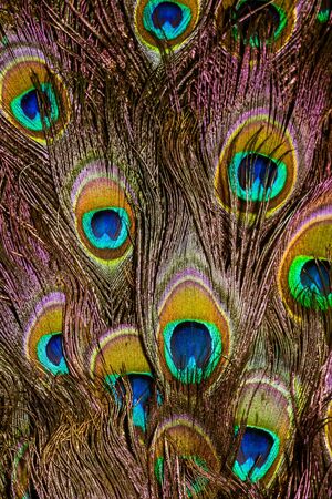 Exotic multicolored peacock feather, abstract macro background.の写真素材