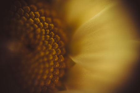 Drops of dew on a camomile, extremely close up photo.の写真素材