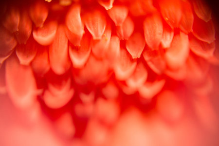 Soft petal flower, extremely close up background.