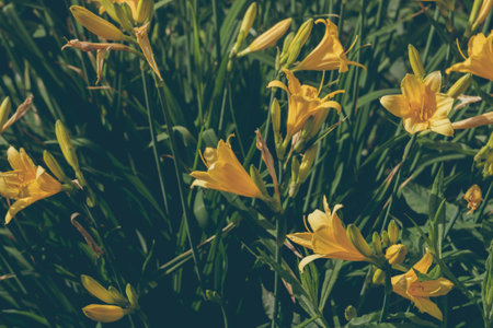 Bright yellow lilies on flower bed in the garden.