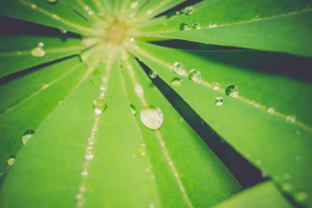 Big green leaves of lupinus with drops of water, natural macro background.