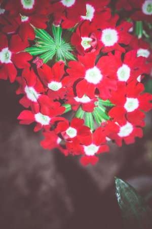 Bright red flower on garden bed, close up background.