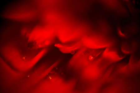 Drops of dew on a flower petal, extremely close up photo.の写真素材