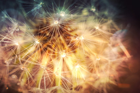 Close up photo of dandelion seeds with water drops, filtered background.