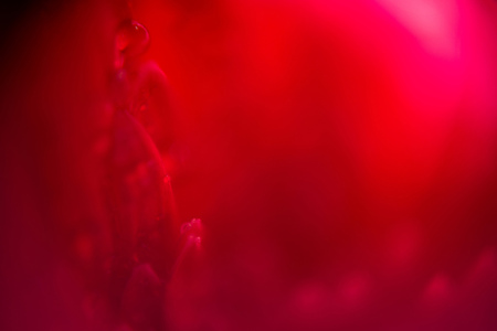 Drops of dew on a flower petal, extremely close up photo.の写真素材
