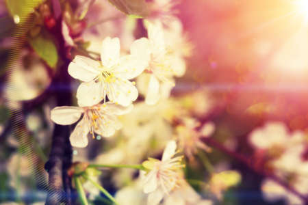 White flowers of the blooming spring tree branches, retro colors background.の写真素材
