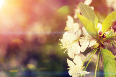 White flowers of the blooming spring tree branches, retro colors background.の写真素材
