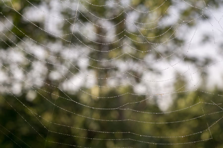 Spider web or cobweb against defocused natural background.