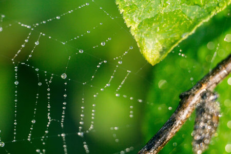 Spider web or cobweb against defocused natural background.
