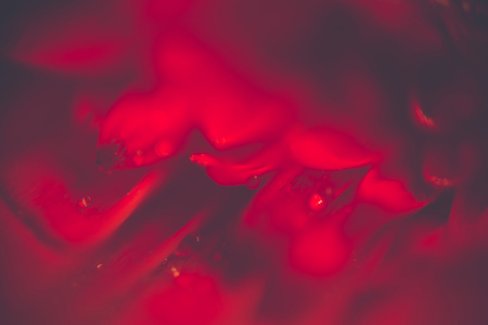 Drops of dew on a flower petal, extremely close up photo.の写真素材