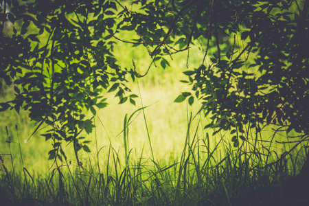Fresh green grass and branch with leaves.の写真素材