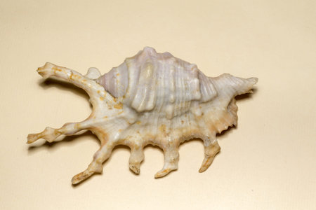 Big spiny seashell of white and brown color, close up.