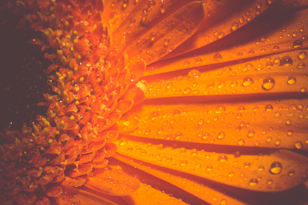Big gerbera flower of bright orange color macro photo, vintage background.の写真素材