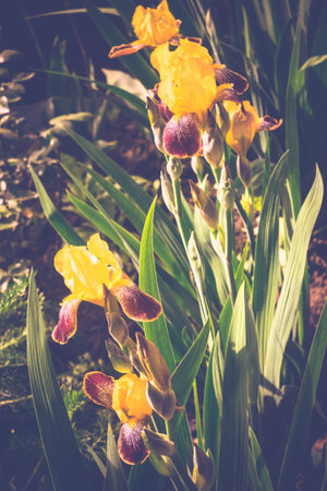 Decorative iris flower of yellow color in the garden.