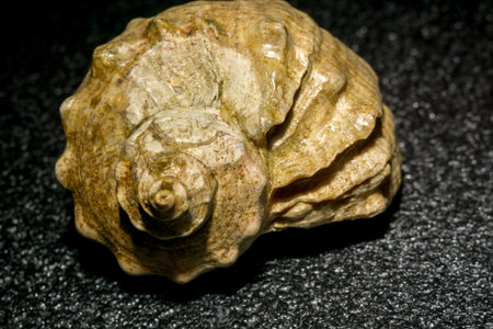 Natural big decorative brown seashell, close up photo.