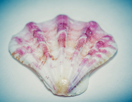 Brown and white scallop seashell, close up background.