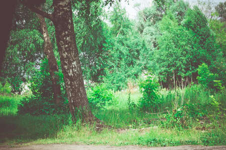 Trees with fresh green leafage in a small city park in cloudy day.の写真素材