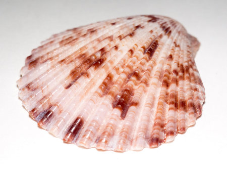 Brown and white scallop seashell, close up background.