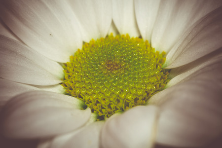 Big white chamomile photo, vintage close up background.の写真素材
