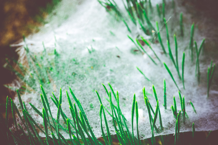Wet spider web, cobweb on the pine tree branch in the morning.の写真素材