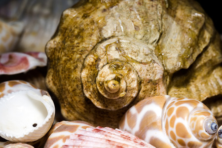 Lots of different seashells piled together, close up.の写真素材