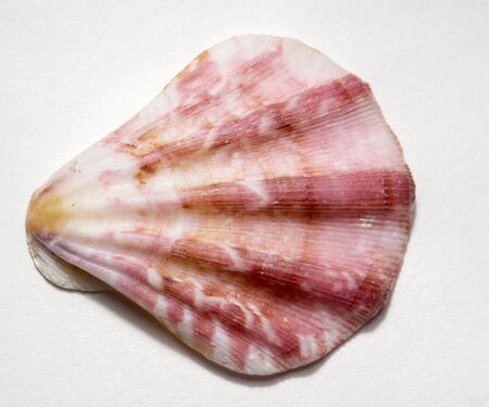 Brown and white scallop seashell, close up background.の写真素材